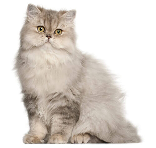 Persian Long Hair Cat Breed Information Purina   CAT HERO 0017 Persian 